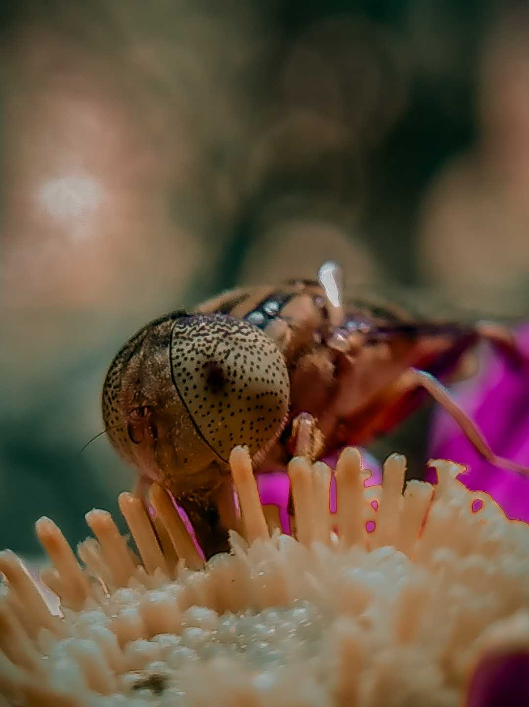 hoverfly