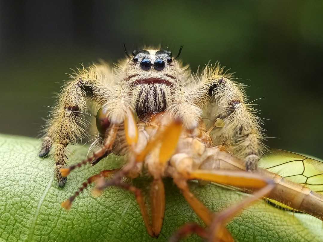 Hyllus