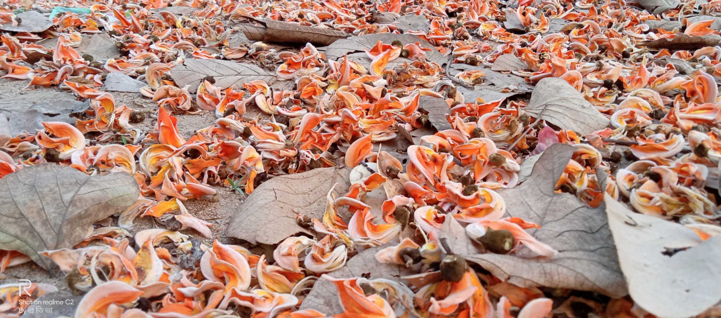 Symbol of coming of Spring...