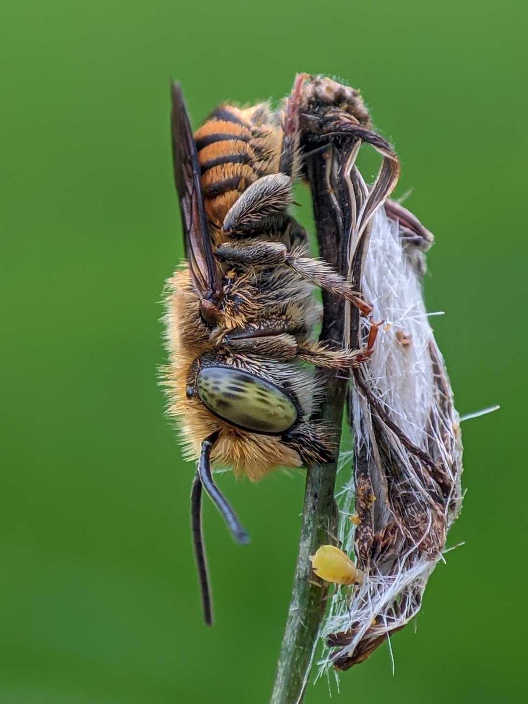 MEGACHILE