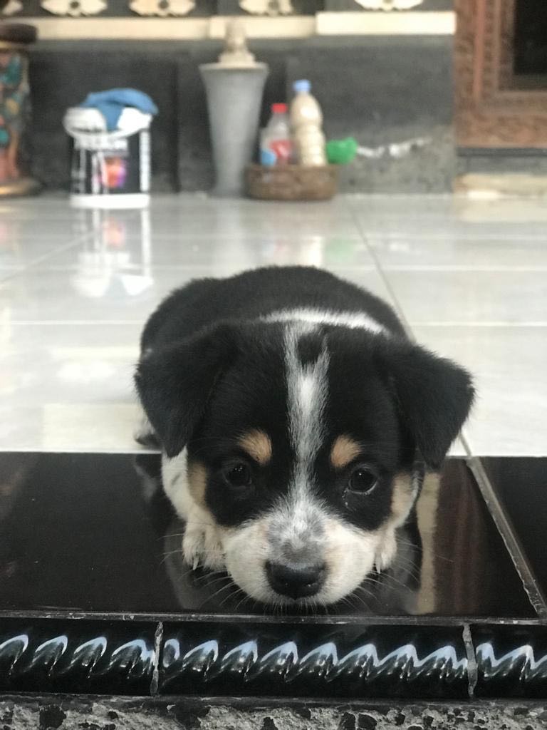 Milo