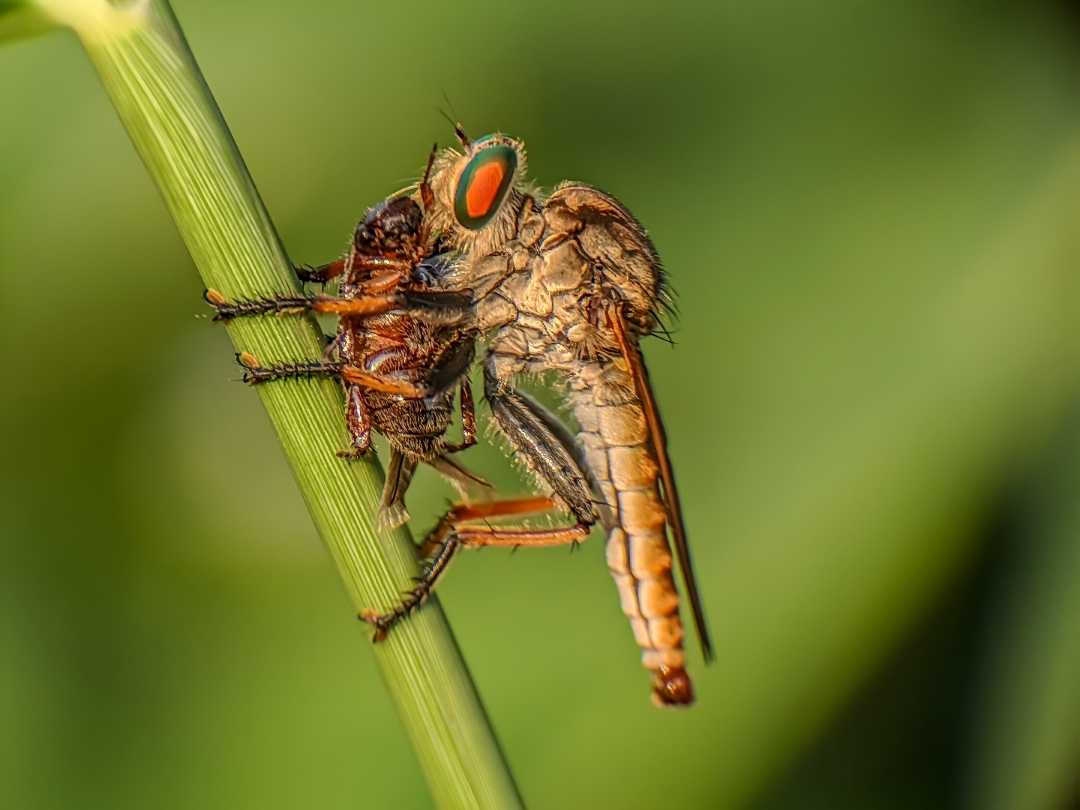 Asilidae atau "lalat perampok"