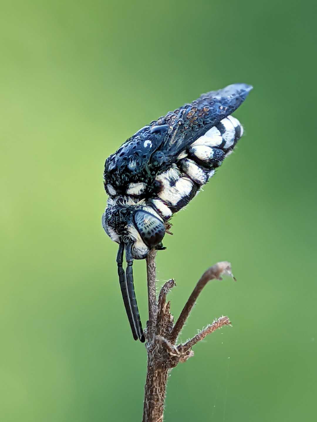 cuckoo bees after rain 