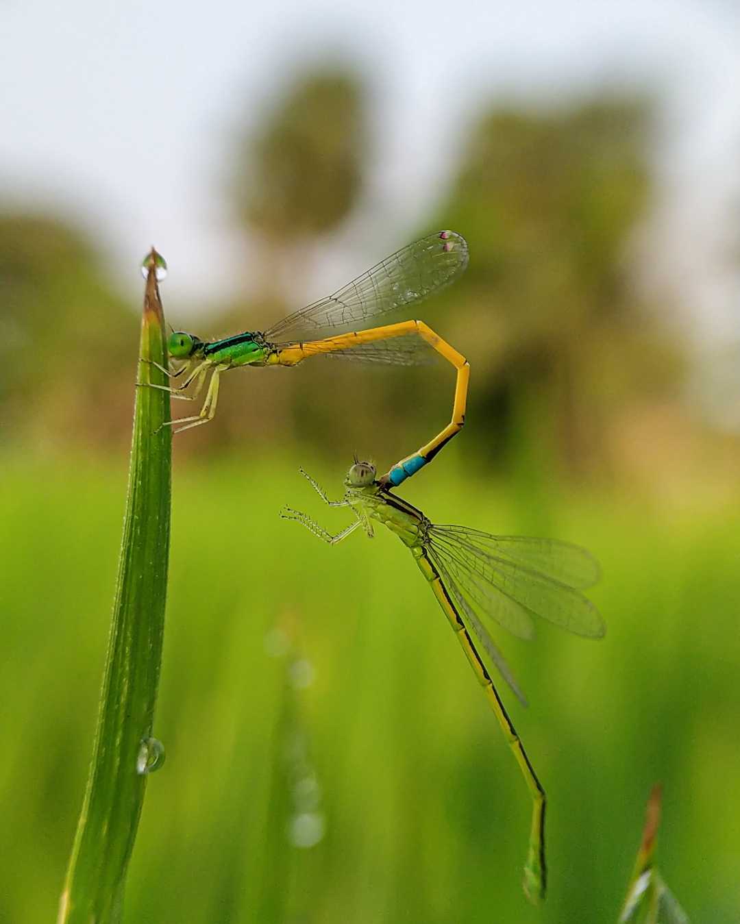 Mating of Damselfly