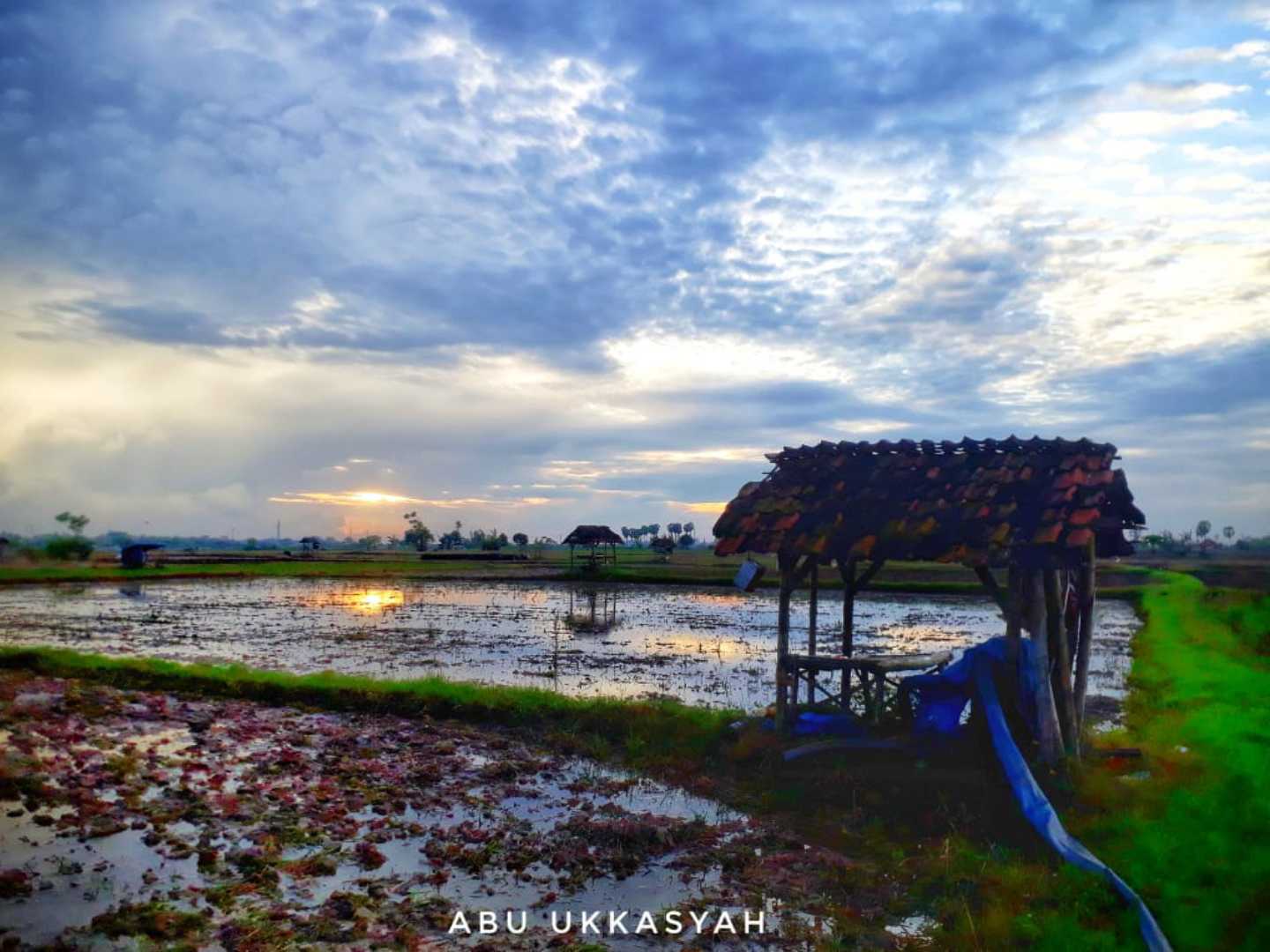 Persiapan menanam padi