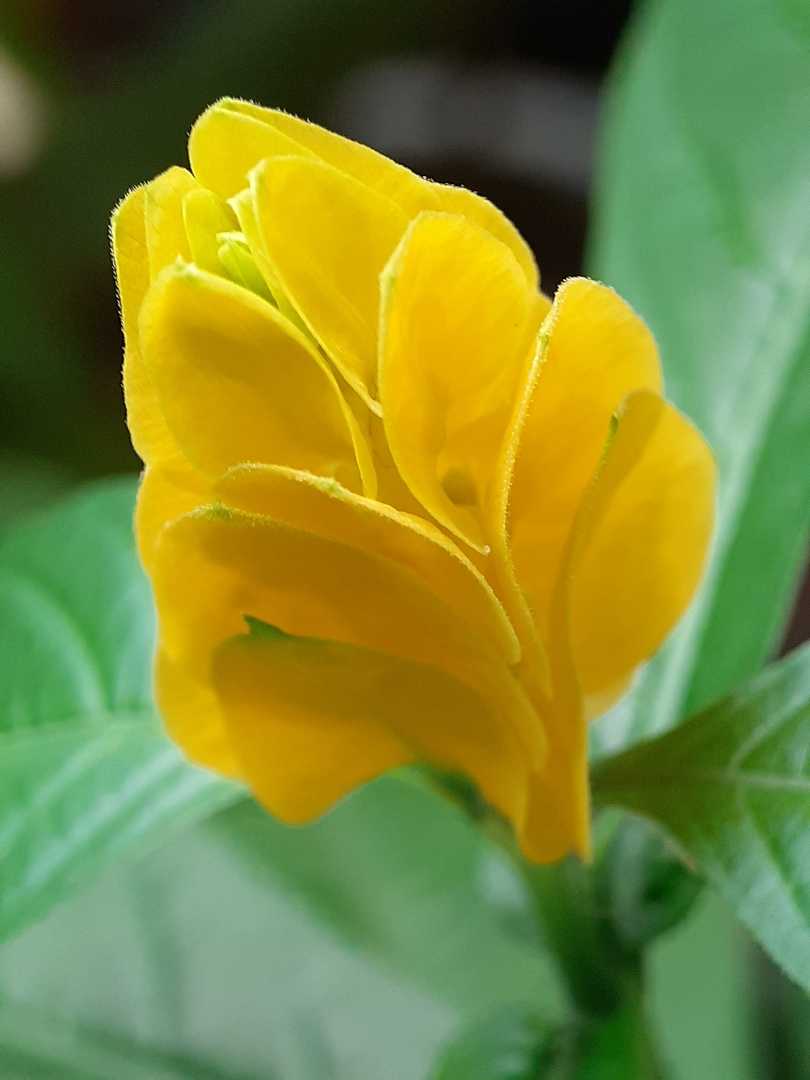 Pachystachys lutea