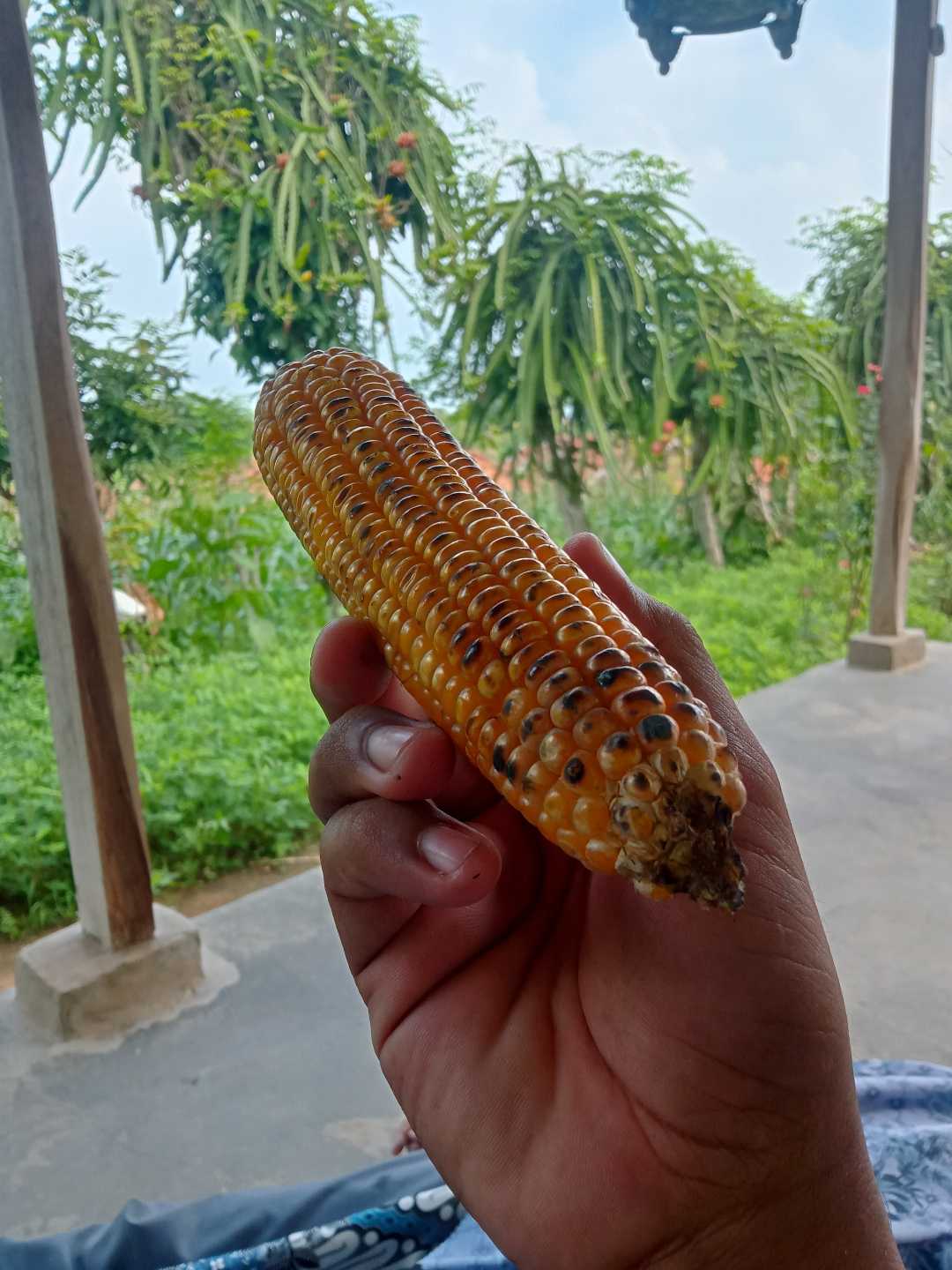 BUAH NAGA