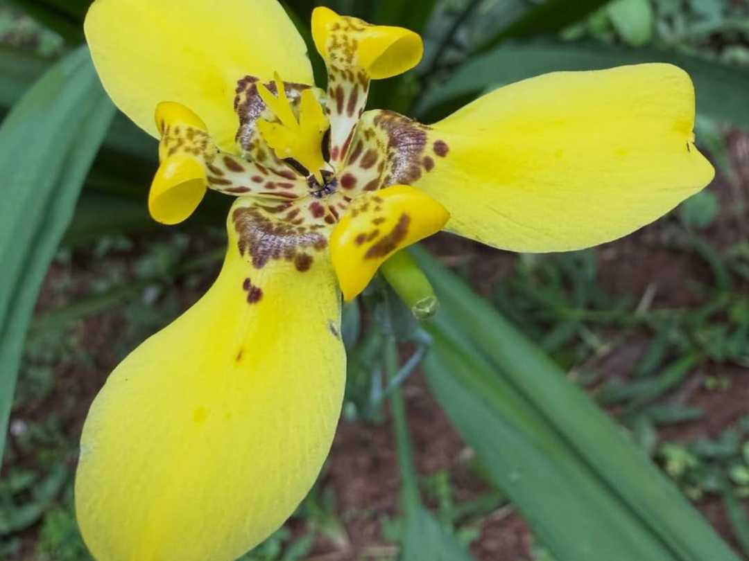 Orchid
