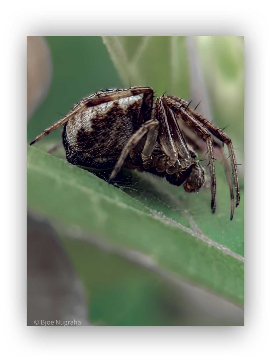 ARANEIDAE