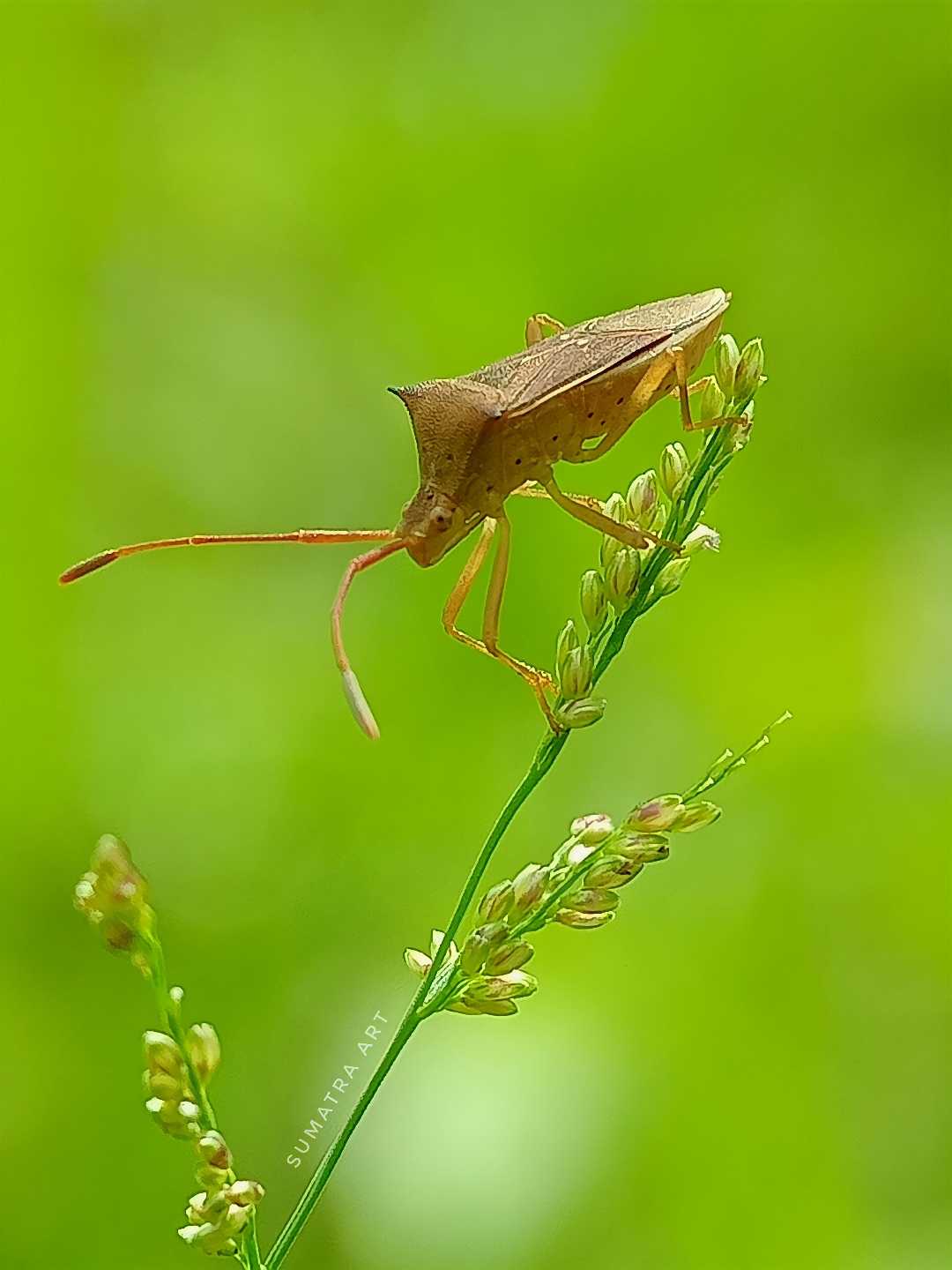 Heteroptera 