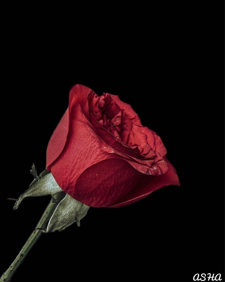 Gorgeous rose🌹🌹