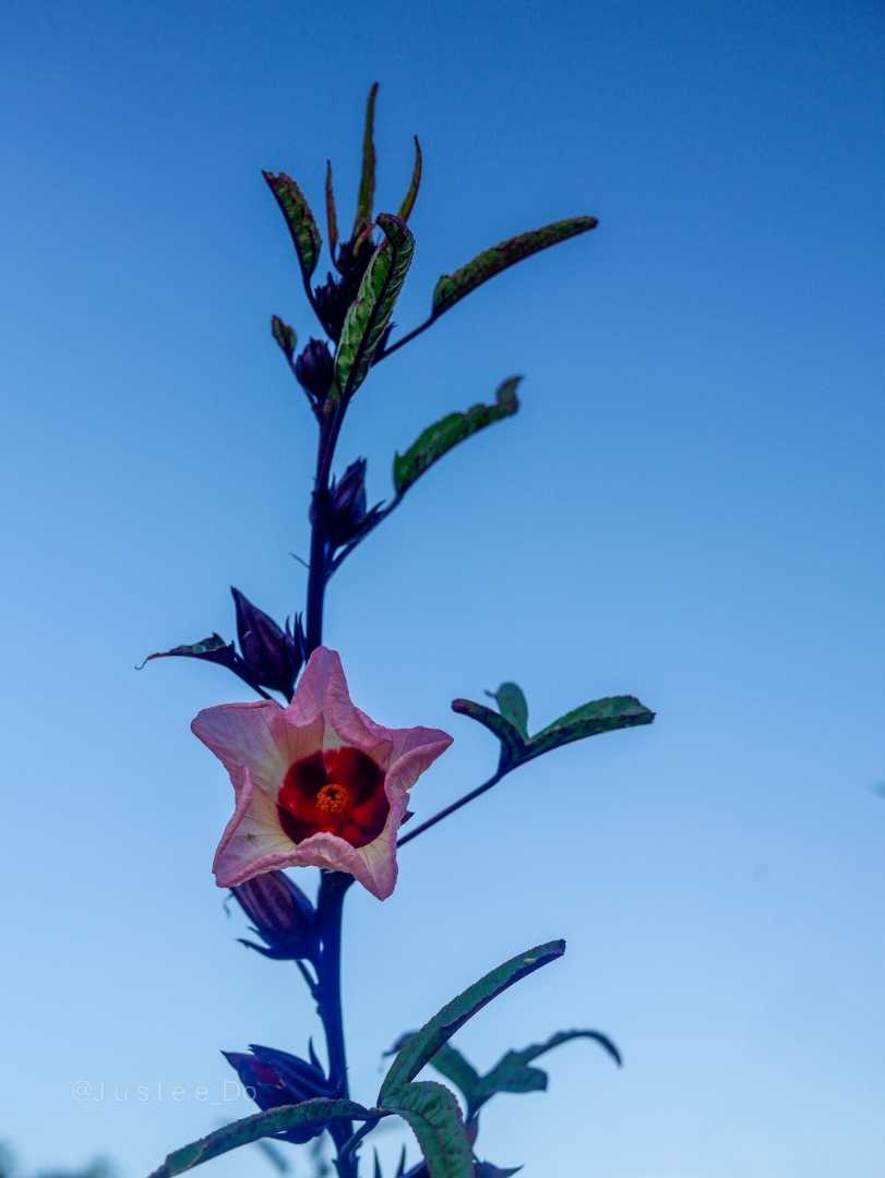 Roselle flower