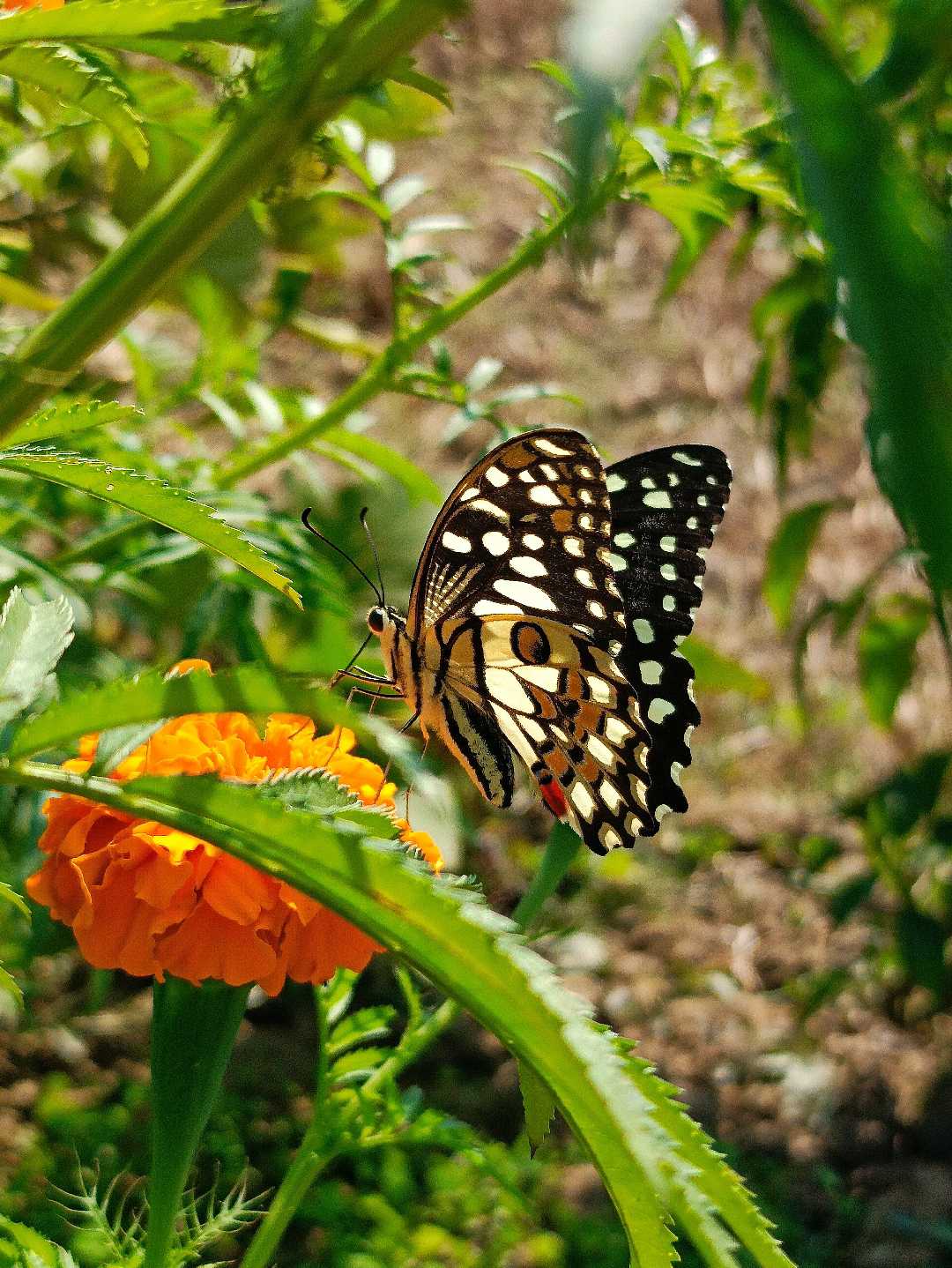 || Lime butterfly ||