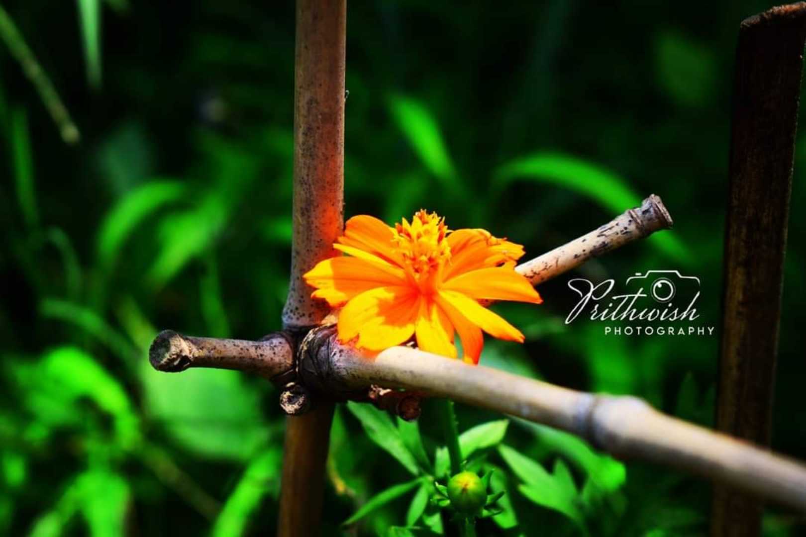 Earth Laughs in Flower 🌼💐