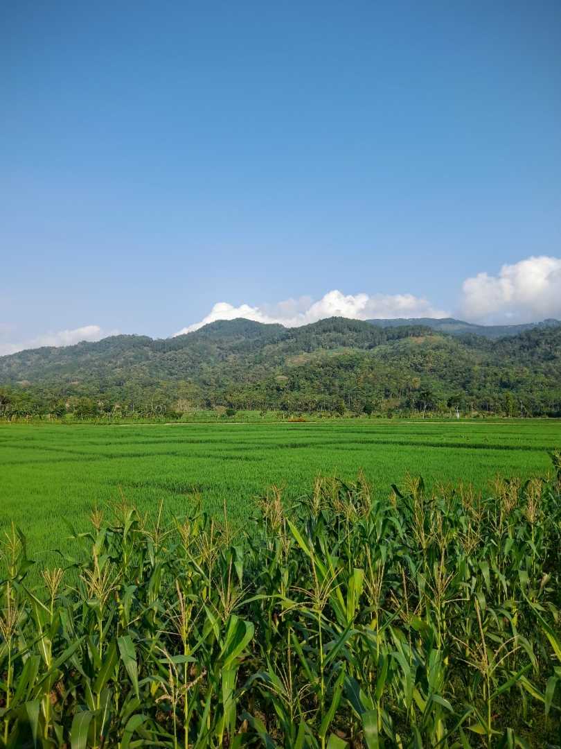 Sawah