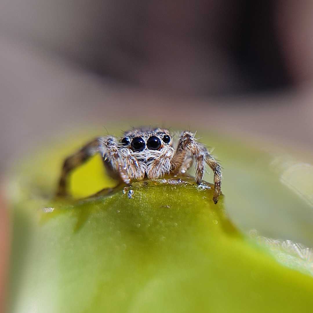 Jumping Spider