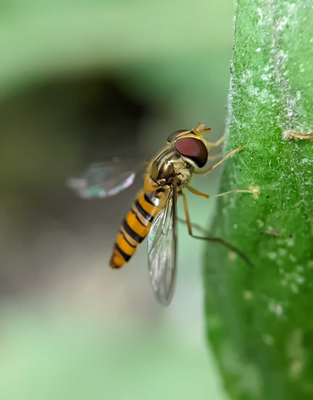 Marmalade hoverfly🐝