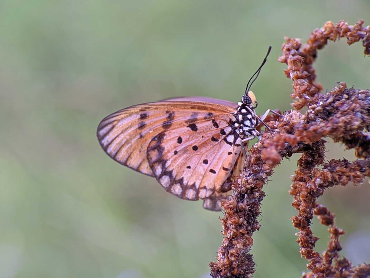 Acraea terpsicore, 🦋