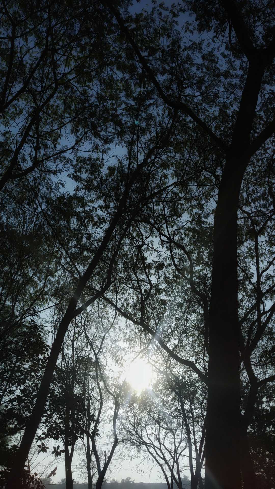 misty mornings