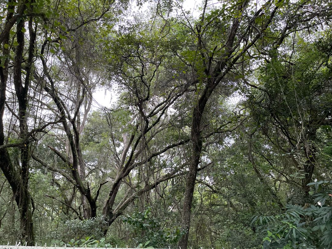 🌲 🌳 🍃 