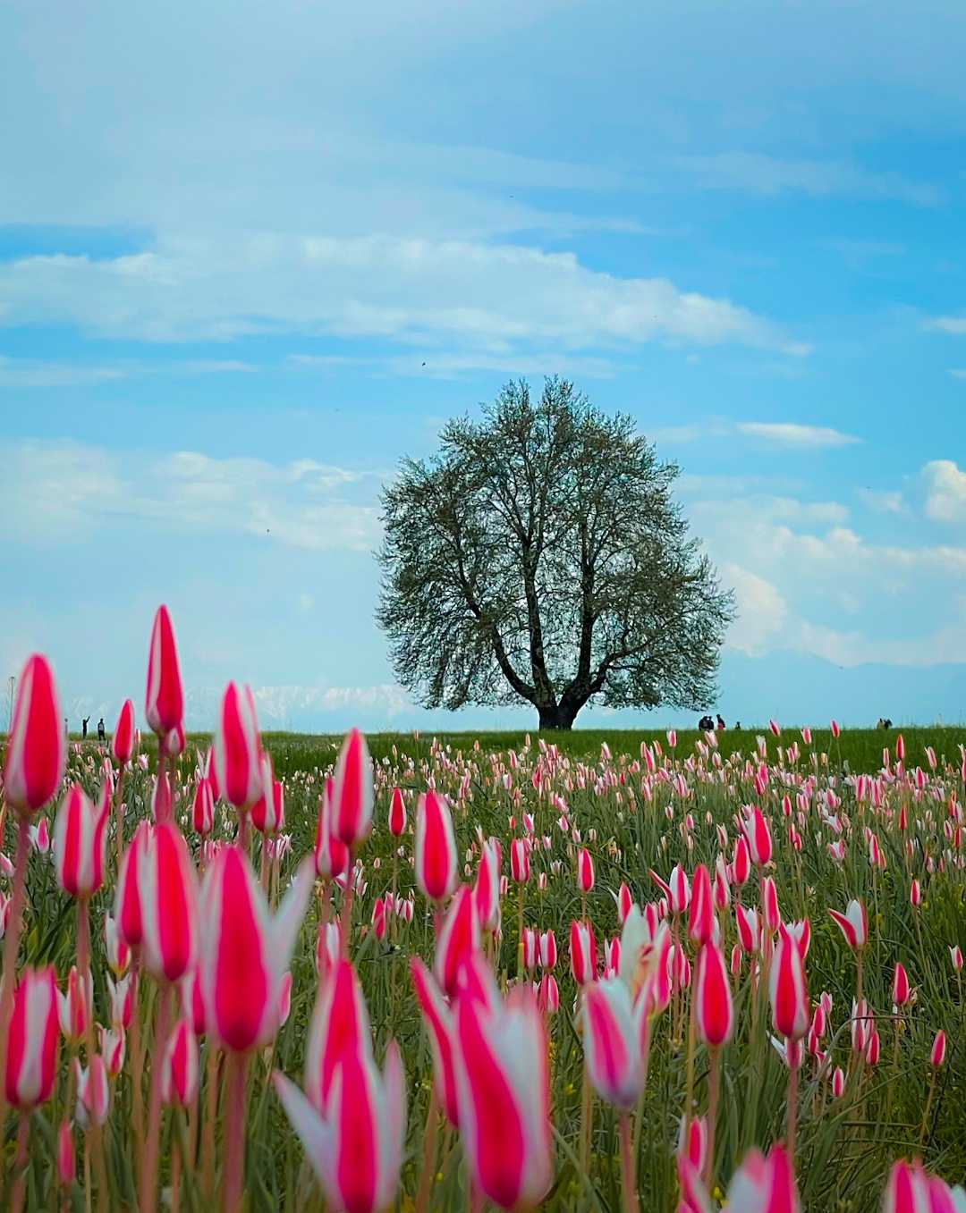 Spring Love 