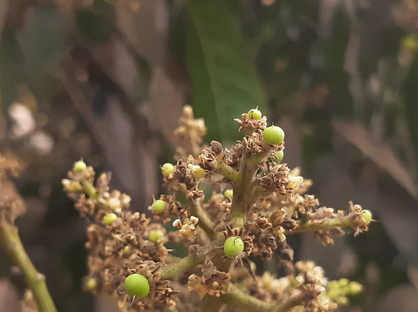 Mango buds