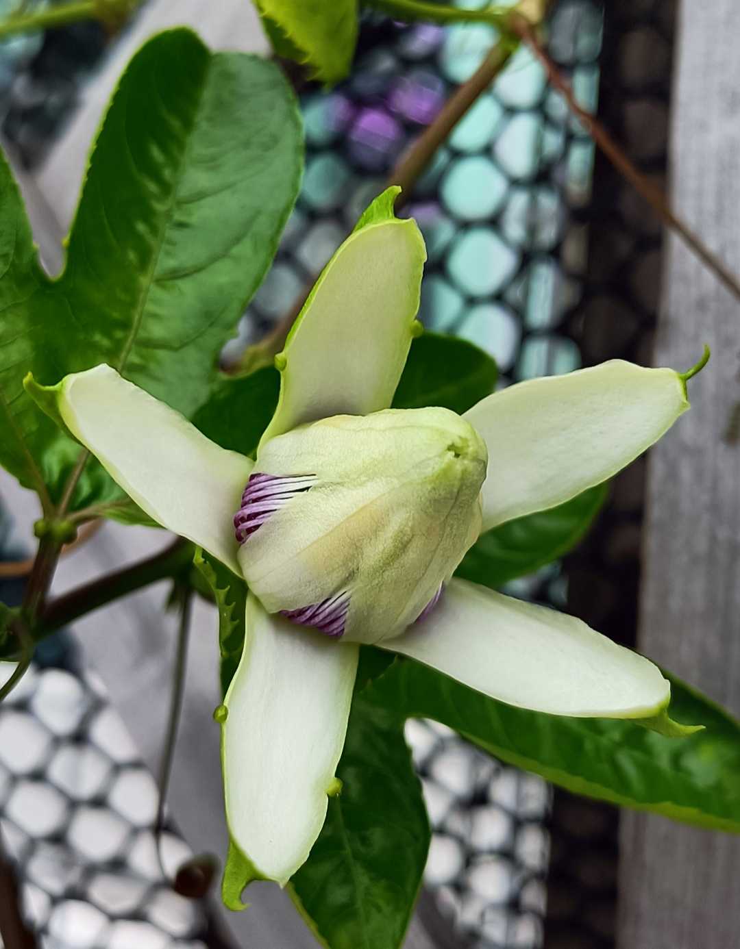 Passionflower 
