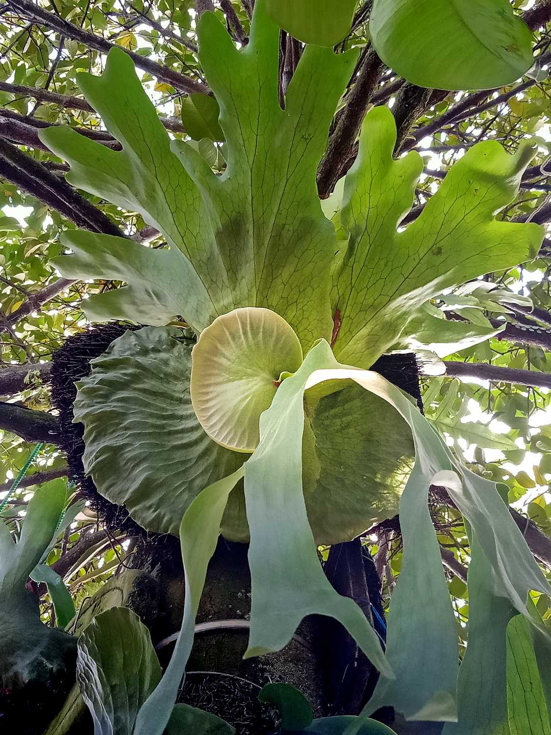 Platycerium Wandae