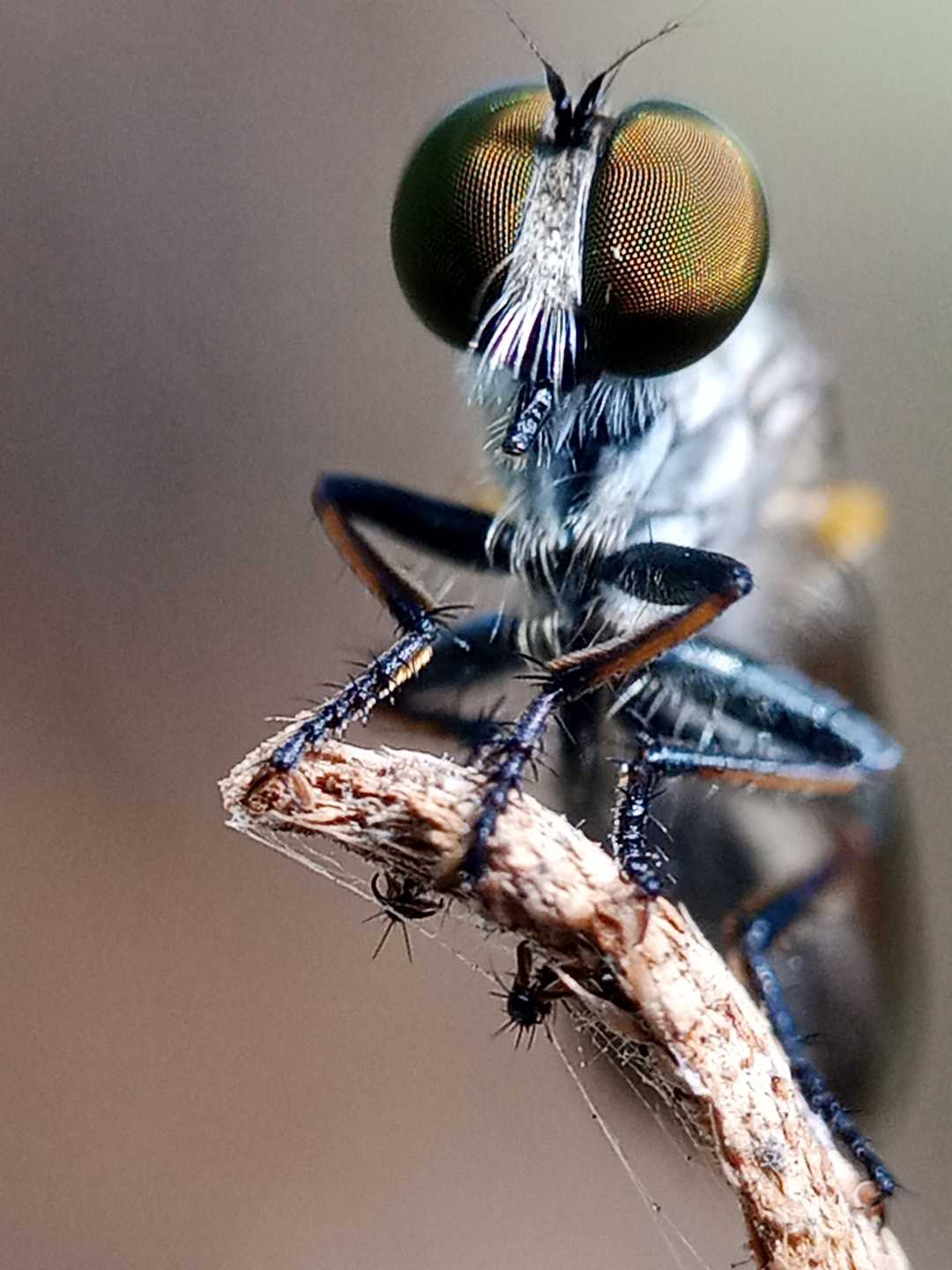 robberfly 