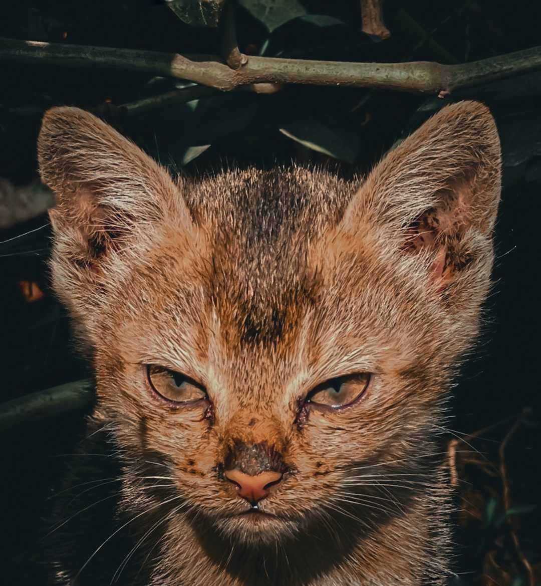 🐱😇