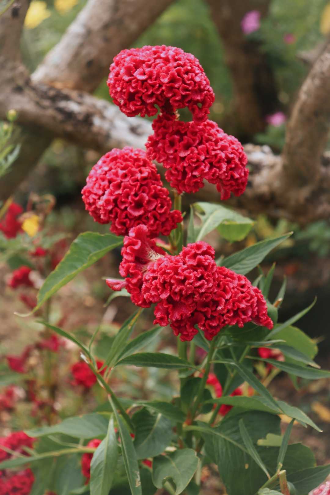 COCKSCOMB