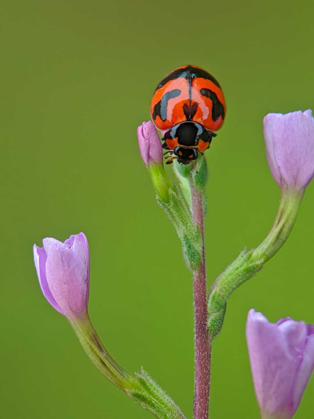 Kepik Lady Bug