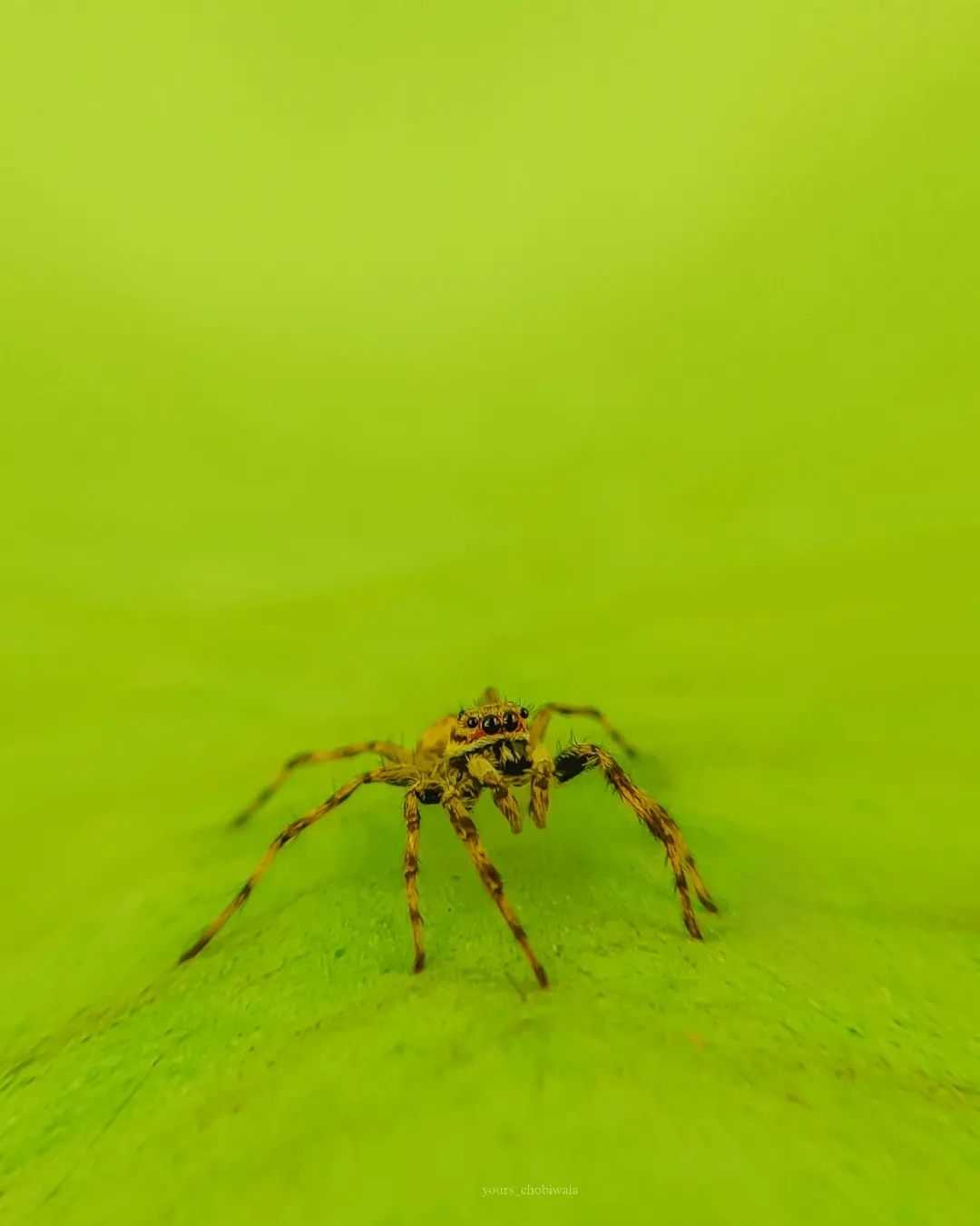 Menemerus bivittatus
