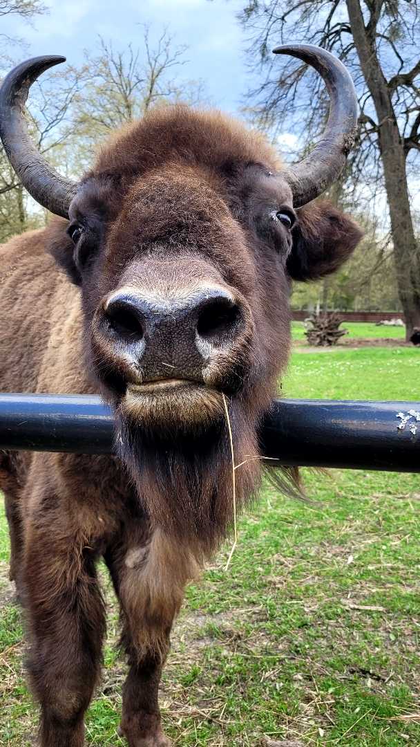 Wisent 😊