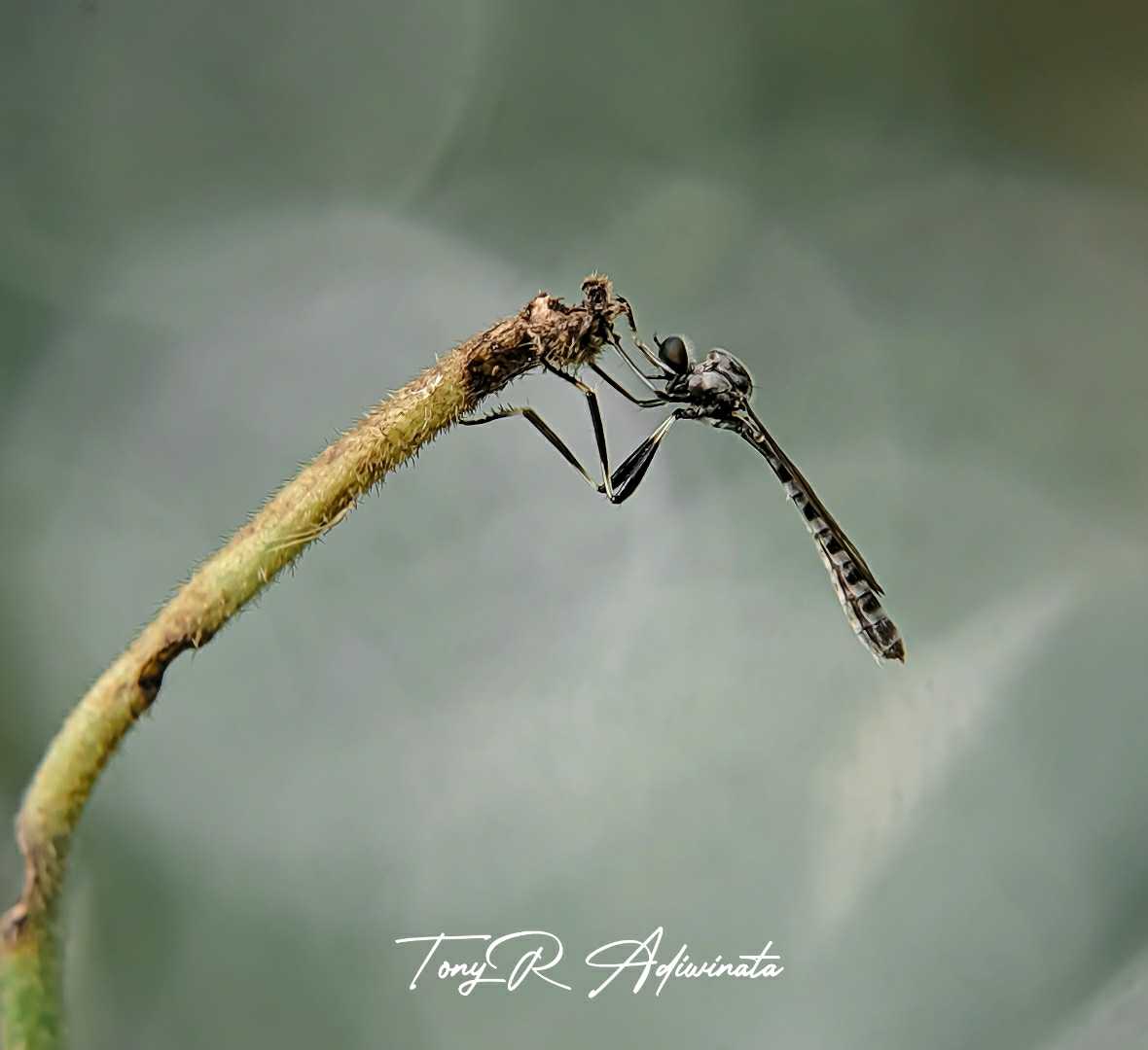 LEPTOGASTER