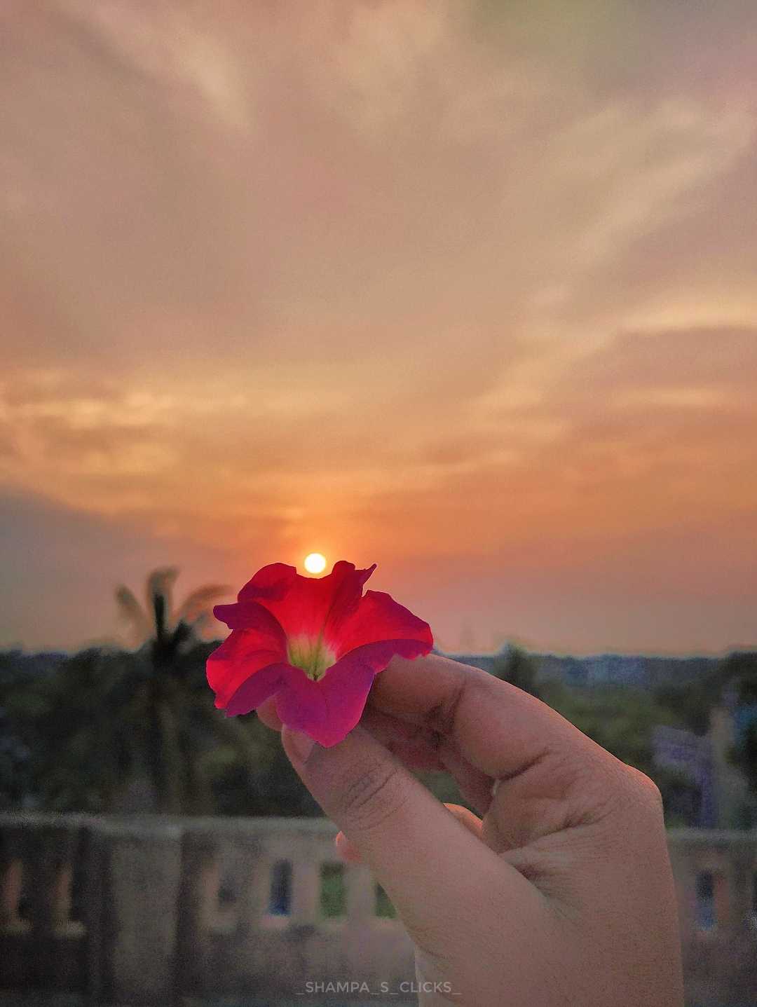 ✨ Flower × Sunset ✨
