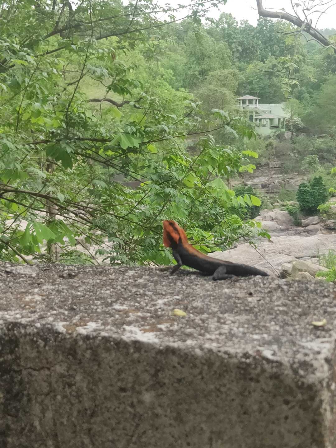 🦎