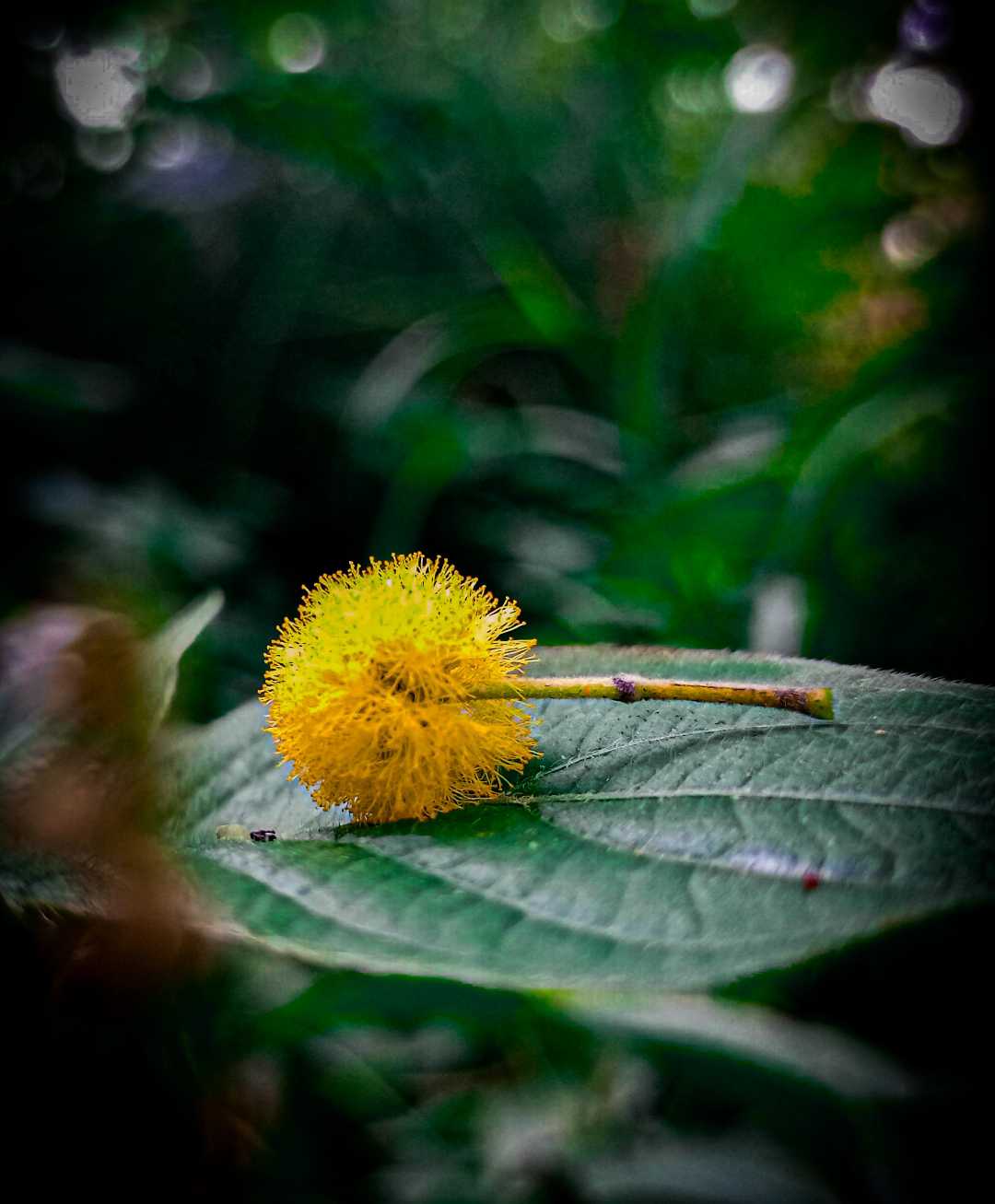 nature's pom pom