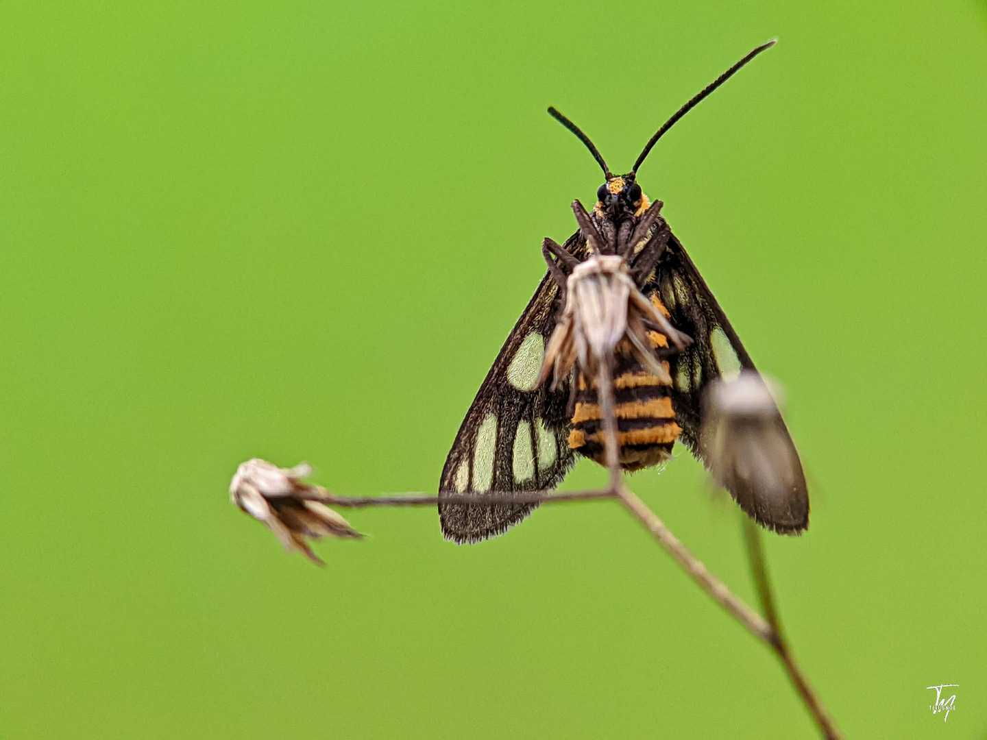 Amata Huebneri