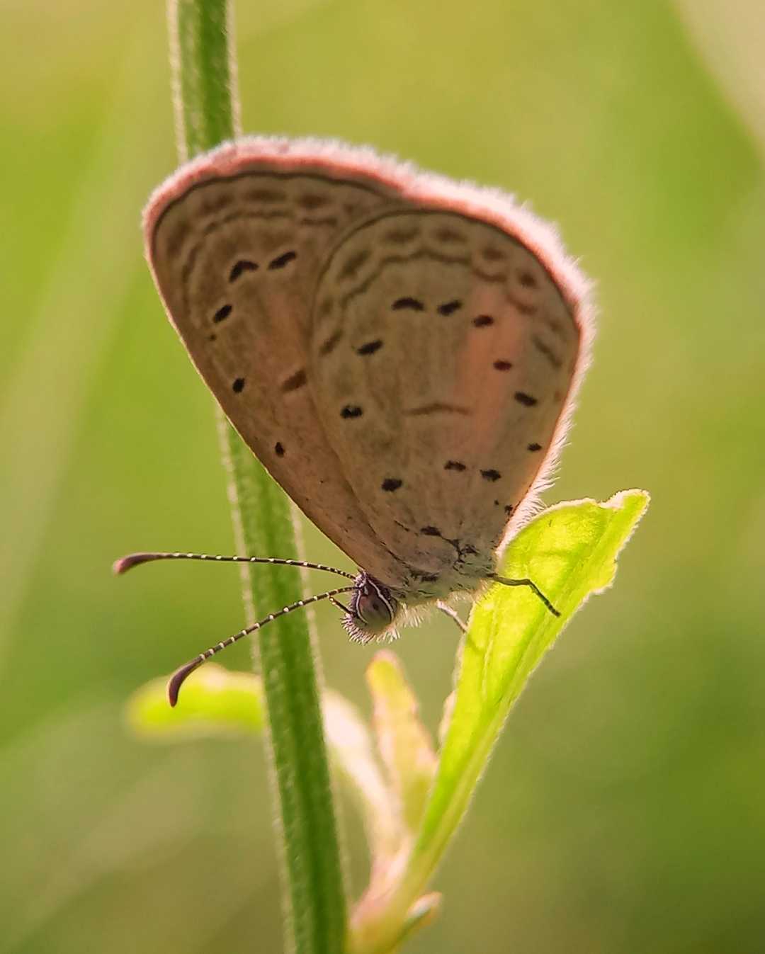 Pseudozizeeria maha