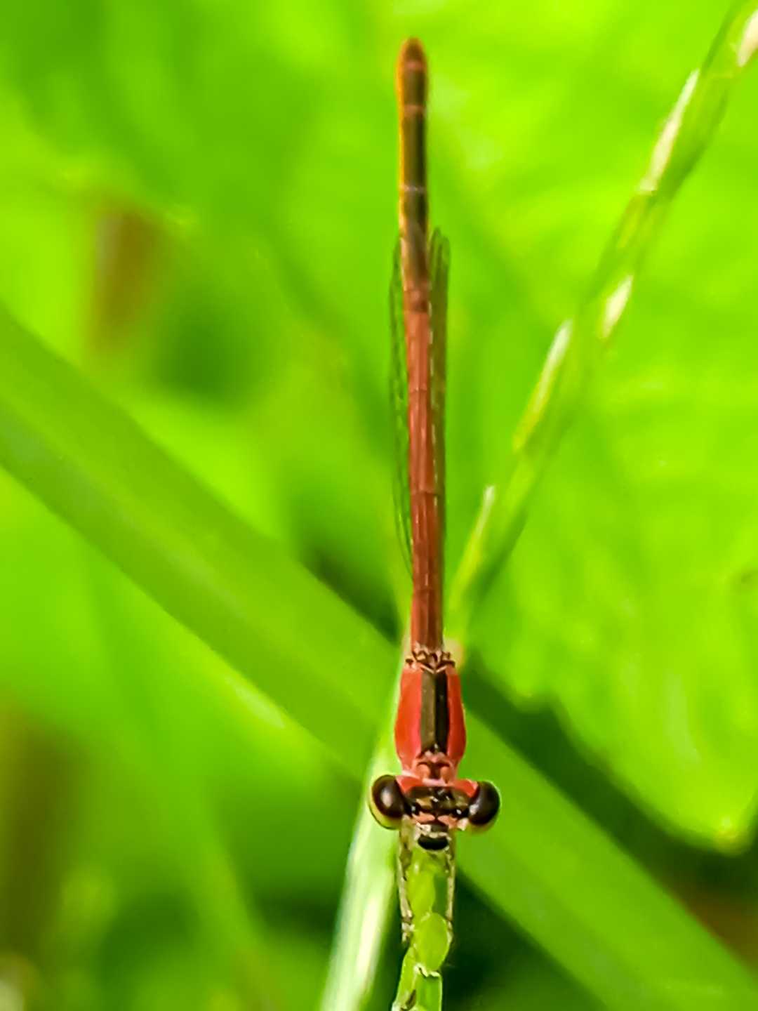 Agriocnemis