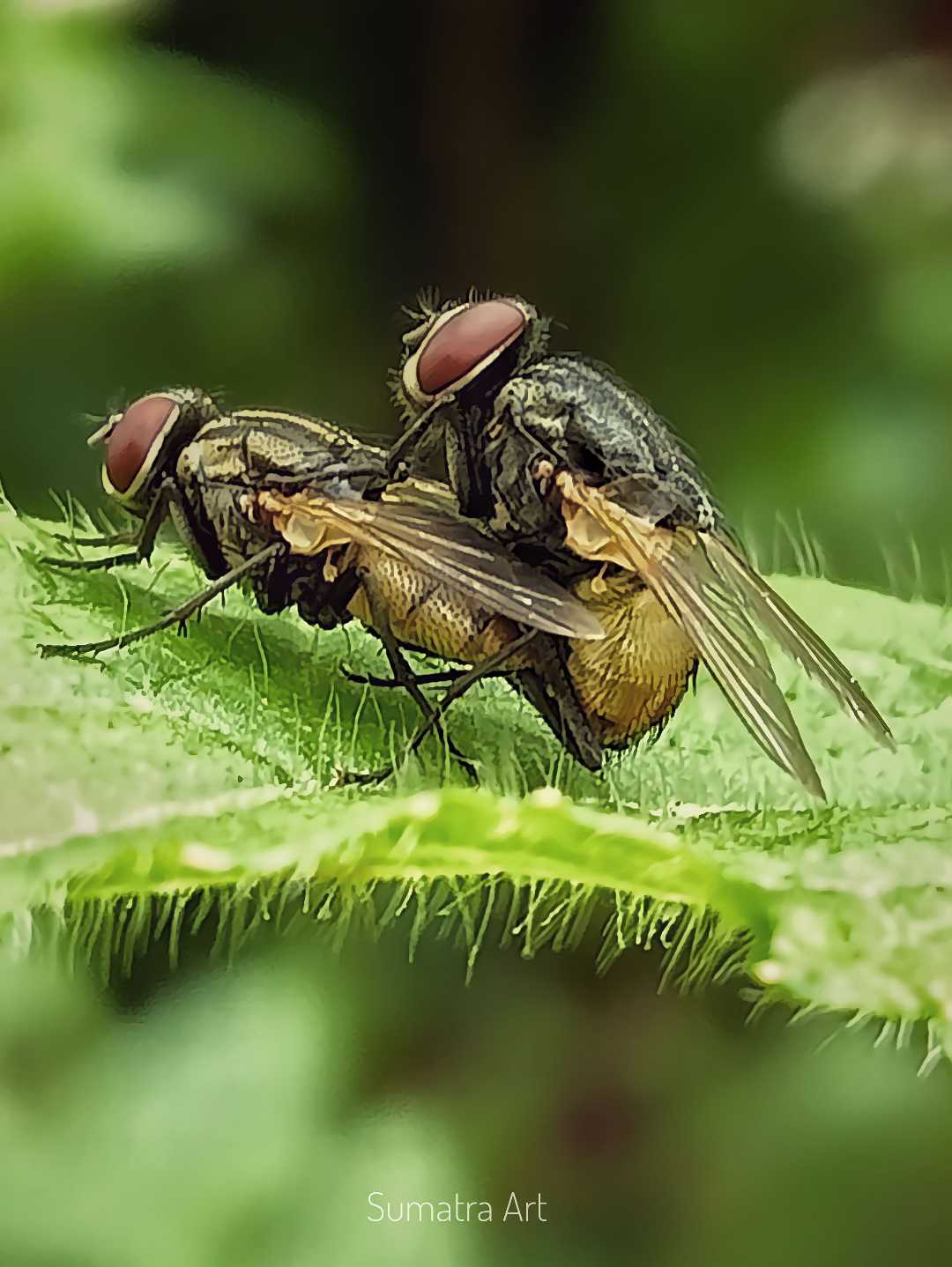 Mating