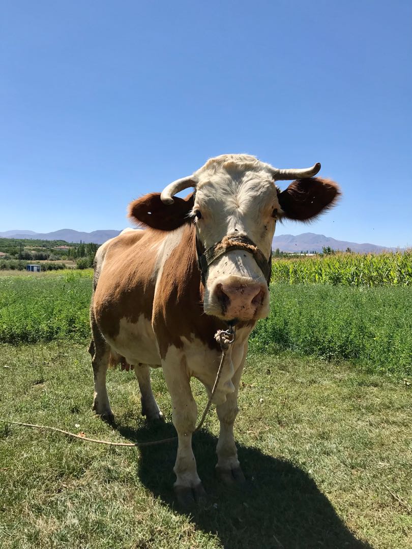 🐮