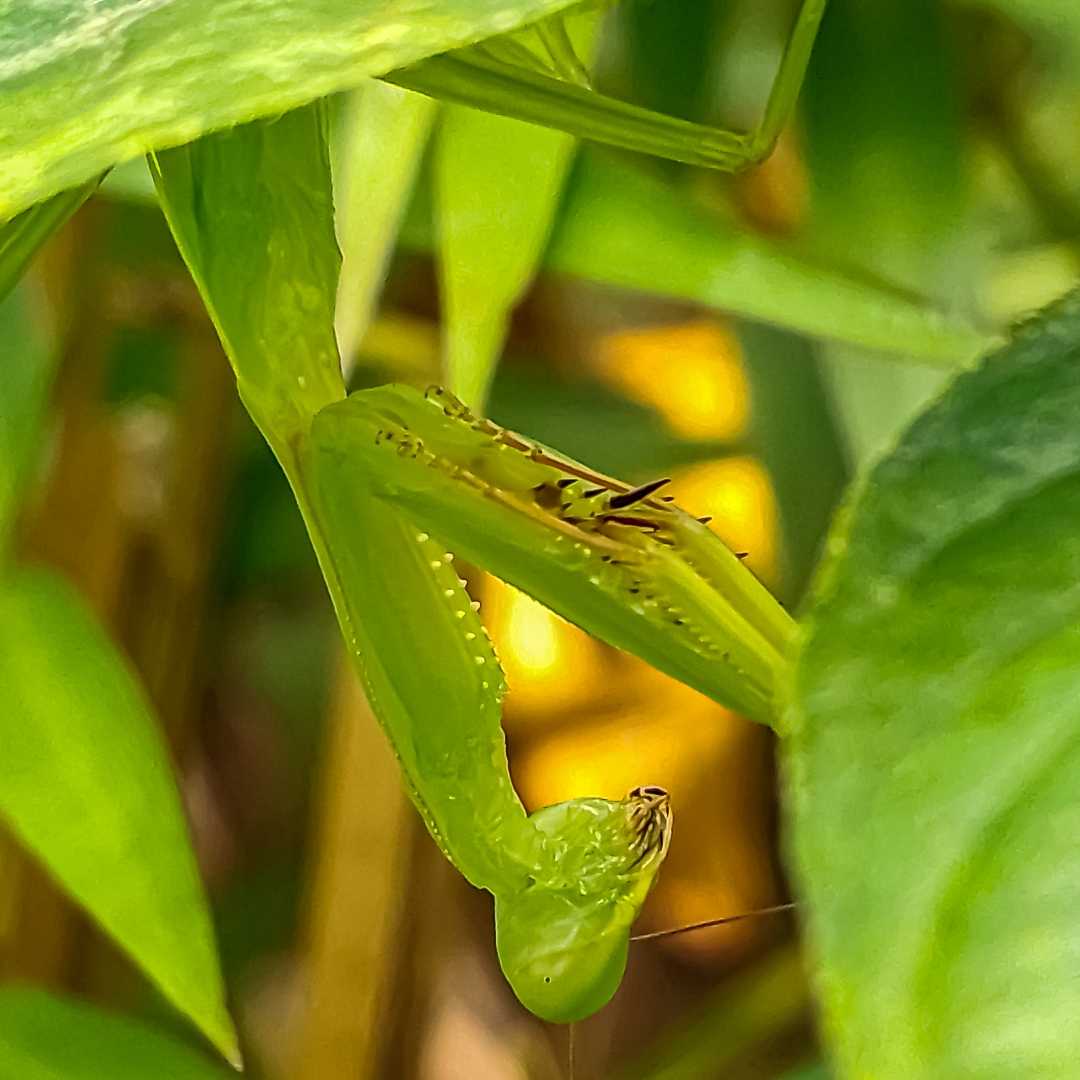 Filosofi Mantis