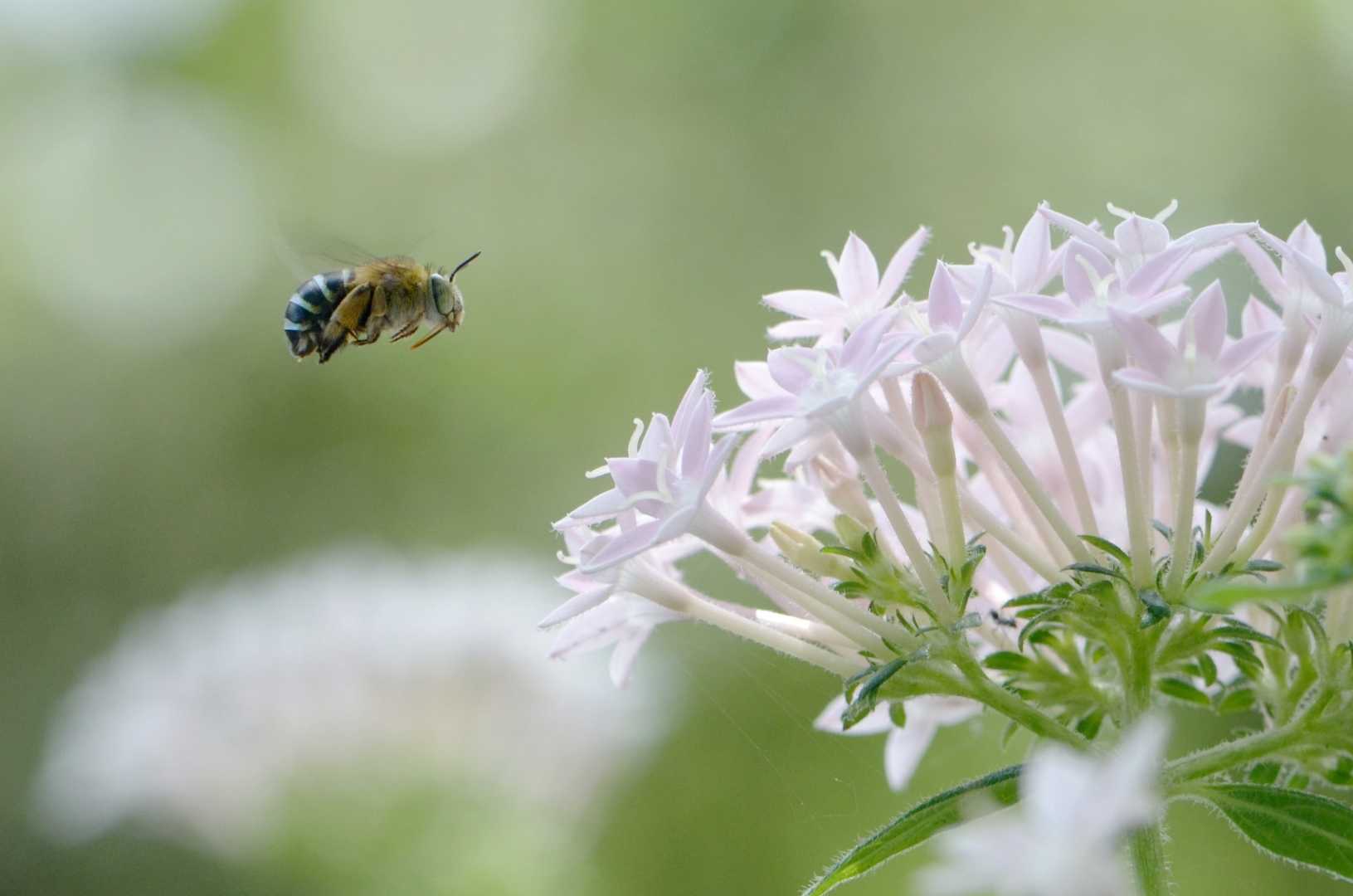 buzzzz buzzzz buzzzz i'm coming...