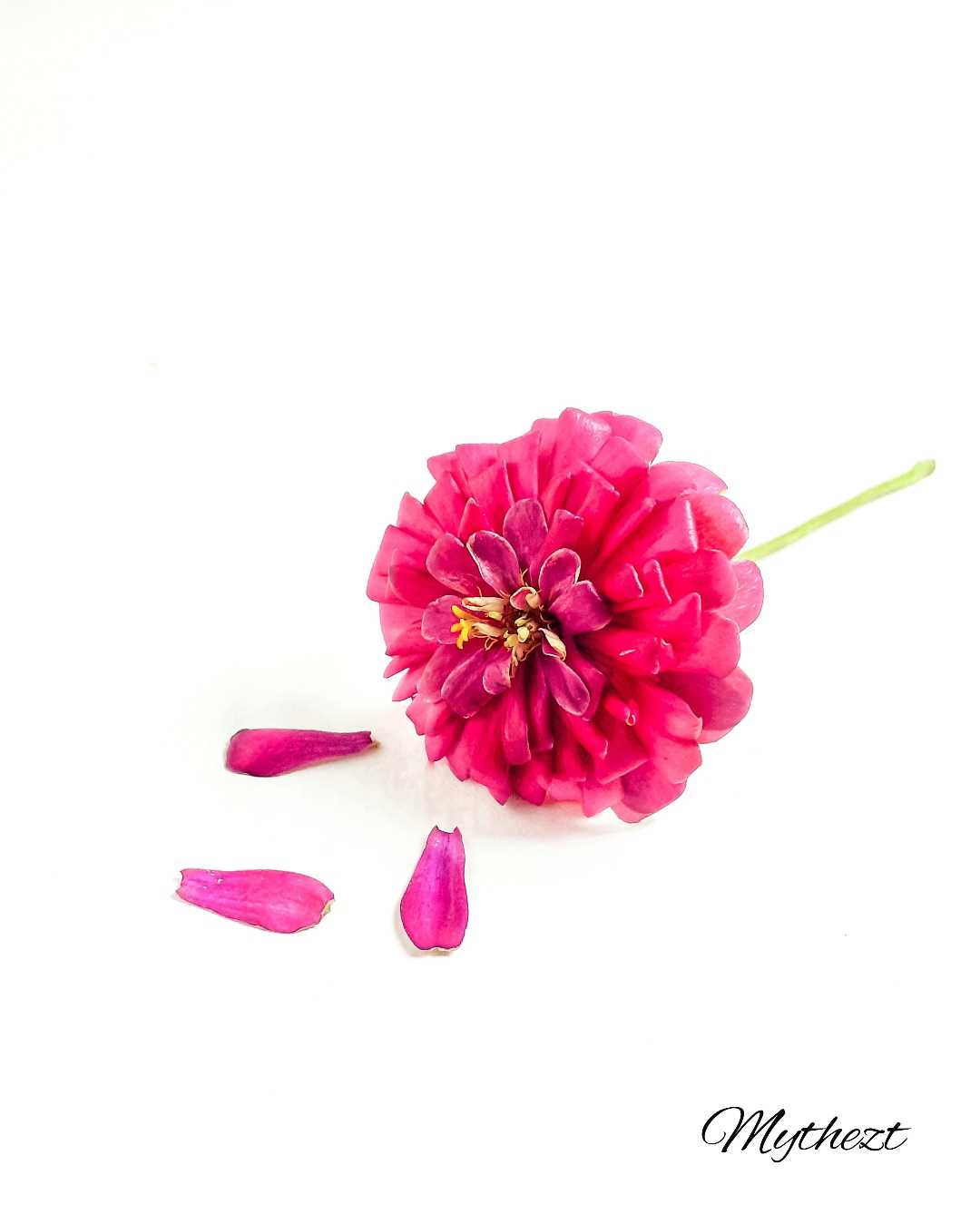 bunga kertas/ zinnia