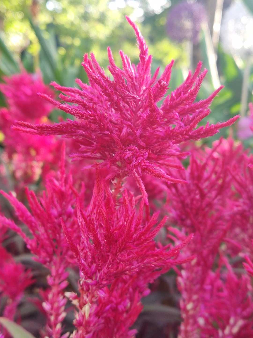 celosia