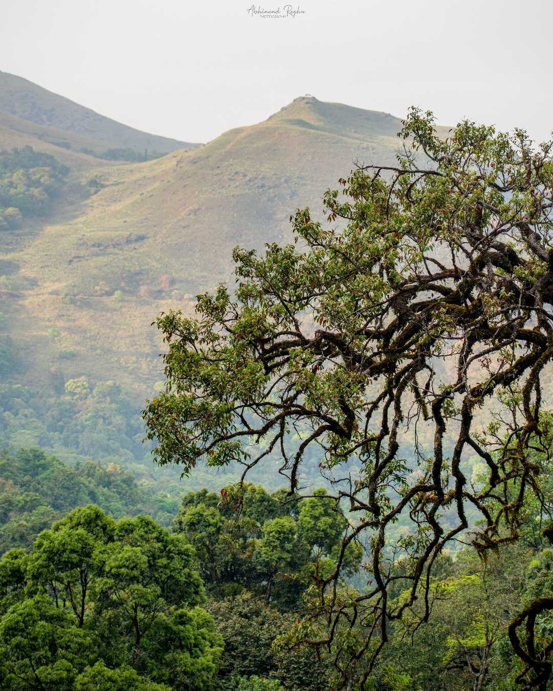 Mountain and forest.
