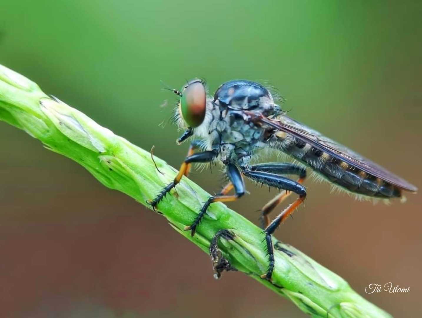 Robberfly