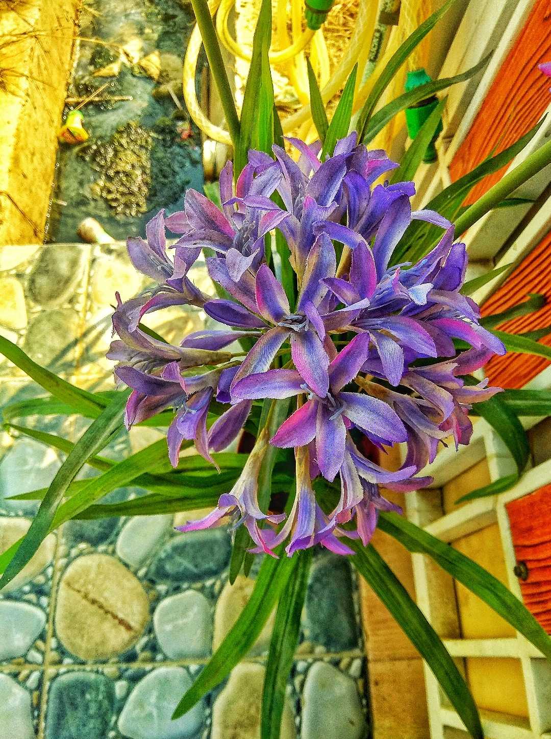Agapanthus